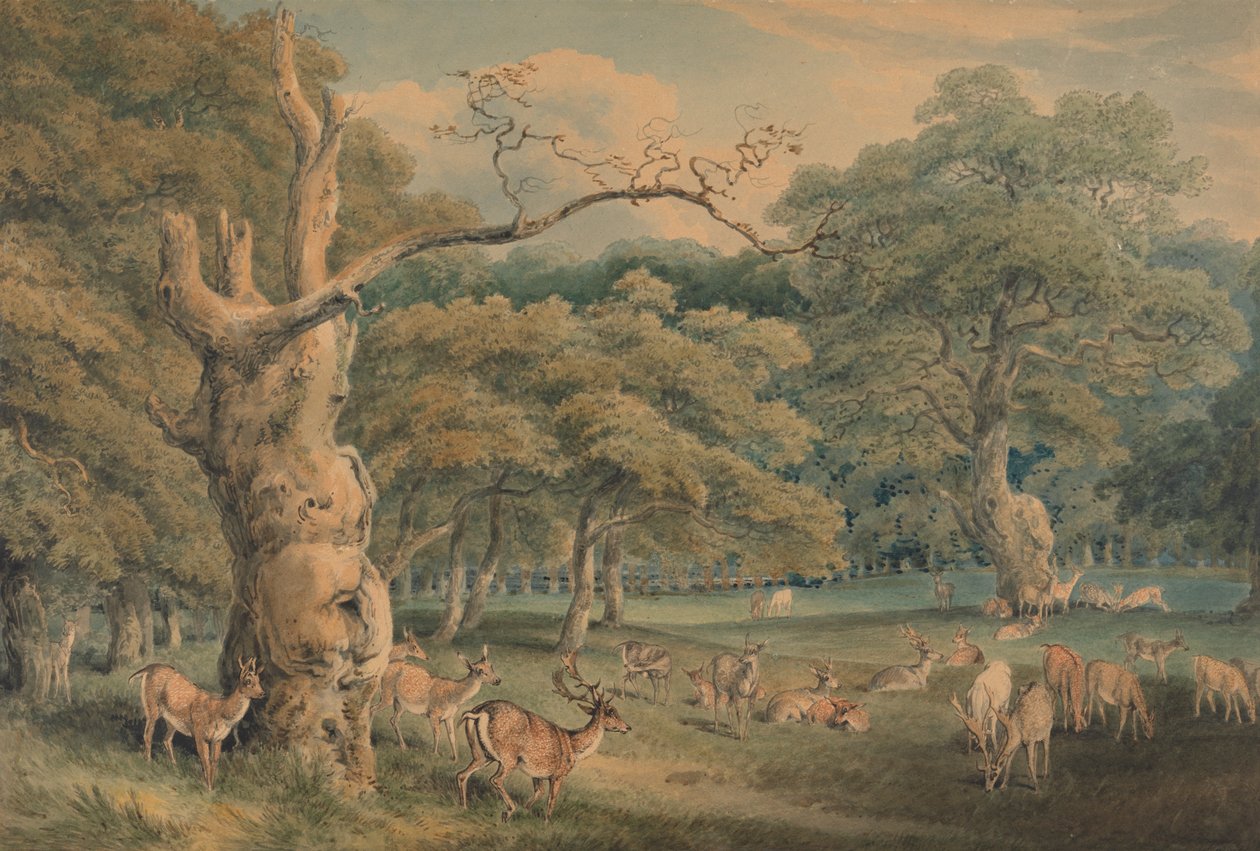 Le chêne de Hearne, forêt de Windsor - Samuel Howitt