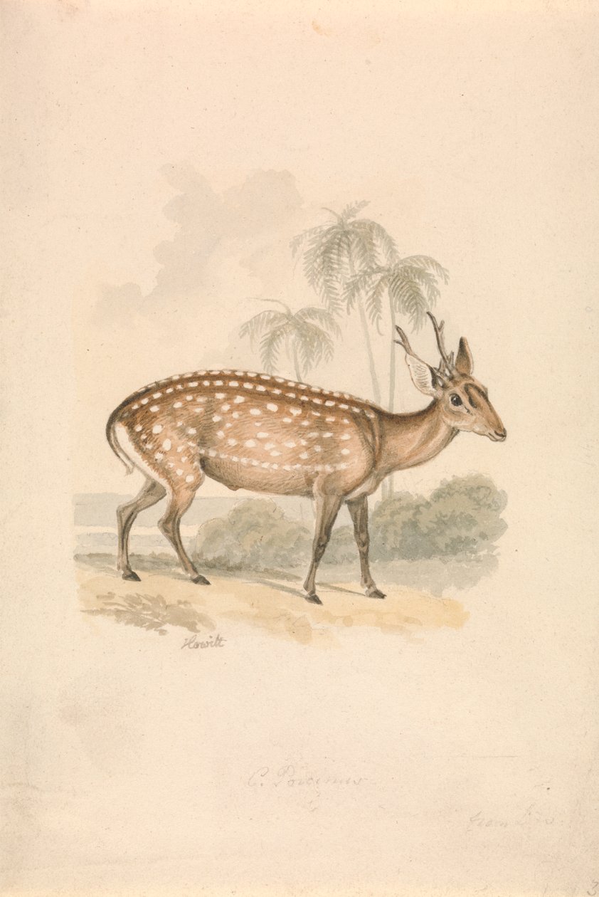 Cerf-cochon - Samuel Howitt