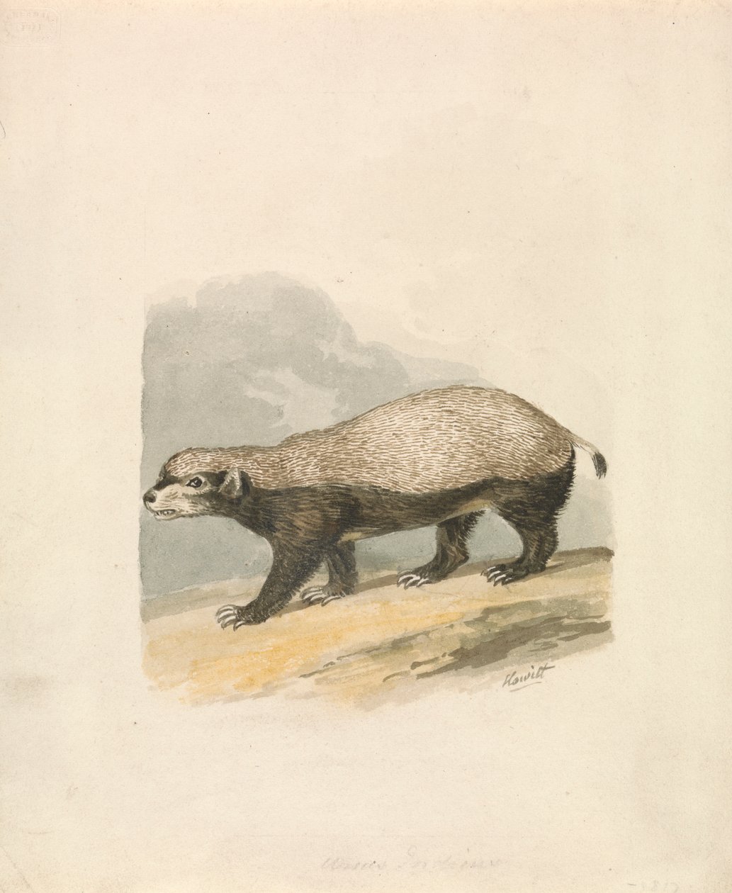 Ratel - Samuel Howitt