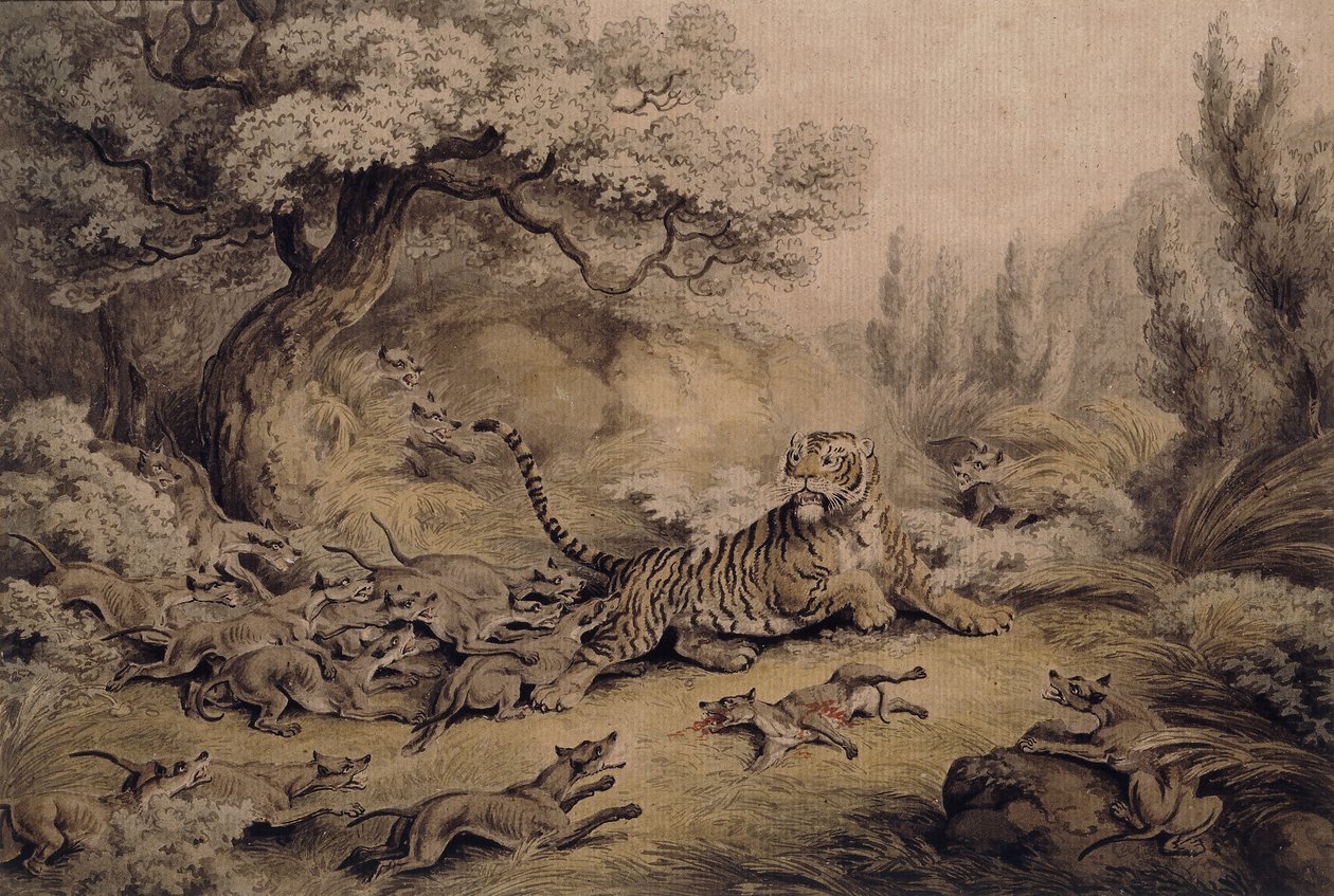 Chiens sauvages attaquant un tigre - Samuel Howitt