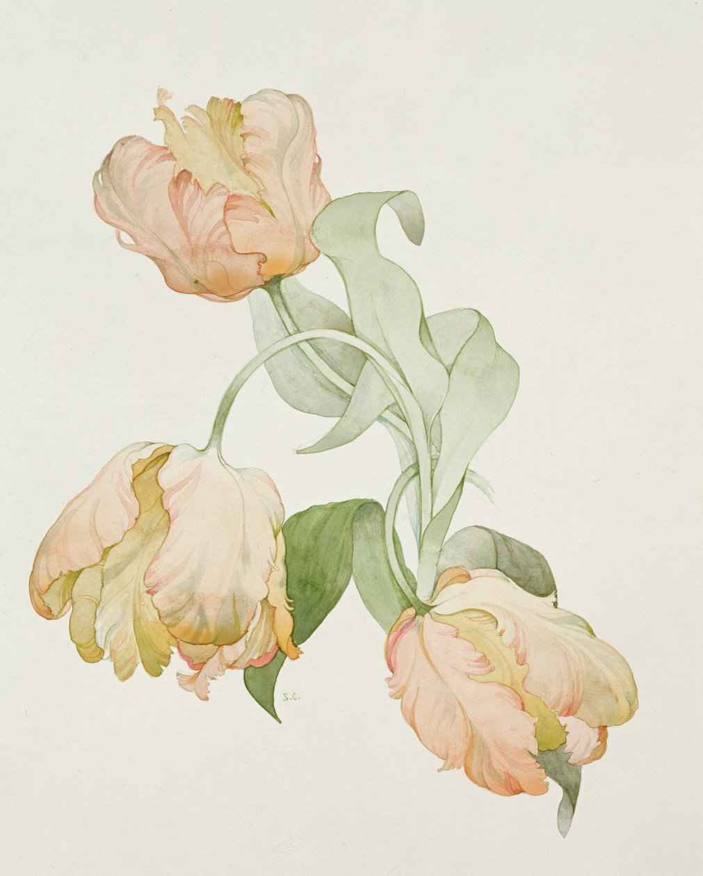 Tulipes perroquet - Sarah Creswell