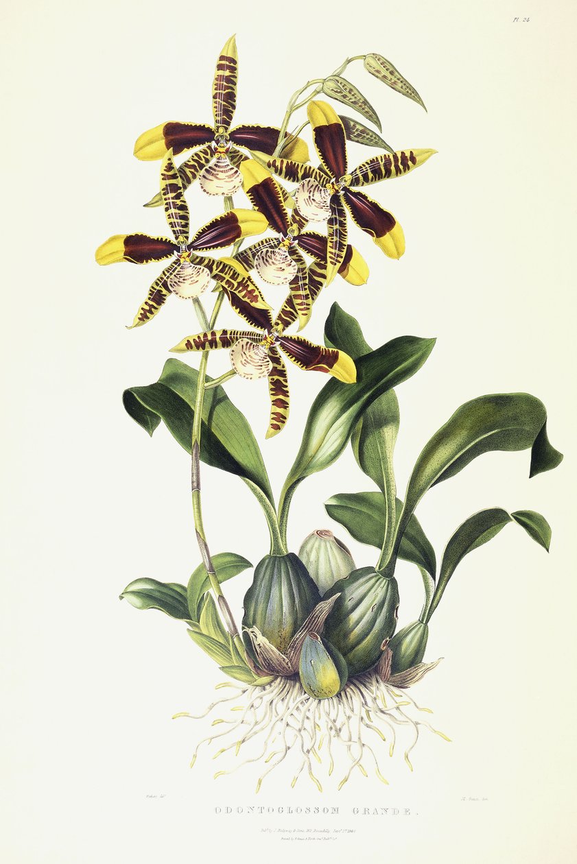 Odontoglossom Grande, c.1837-1843 - Miss Drake