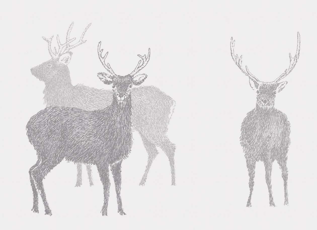 Cerf Sika - Sarah Hough