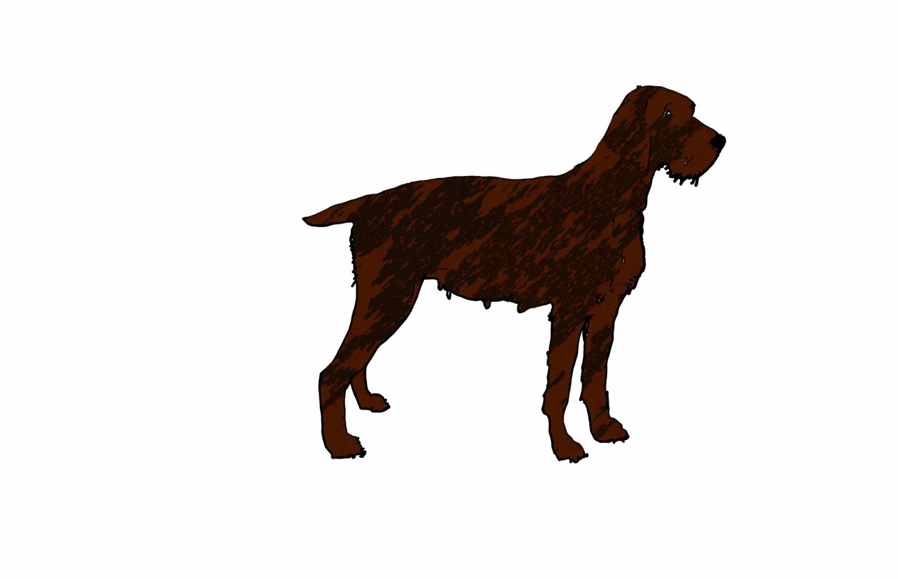 Chien - Sarah Thompson Engels