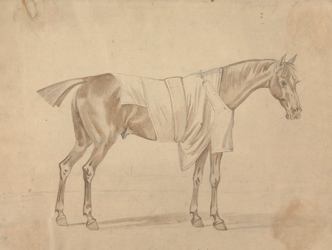 Cheval habillé d