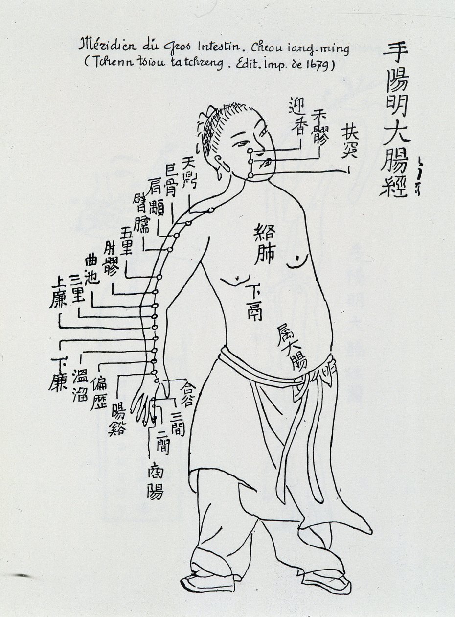 Acupuncture chinoise : le gros intestin - School Chinese