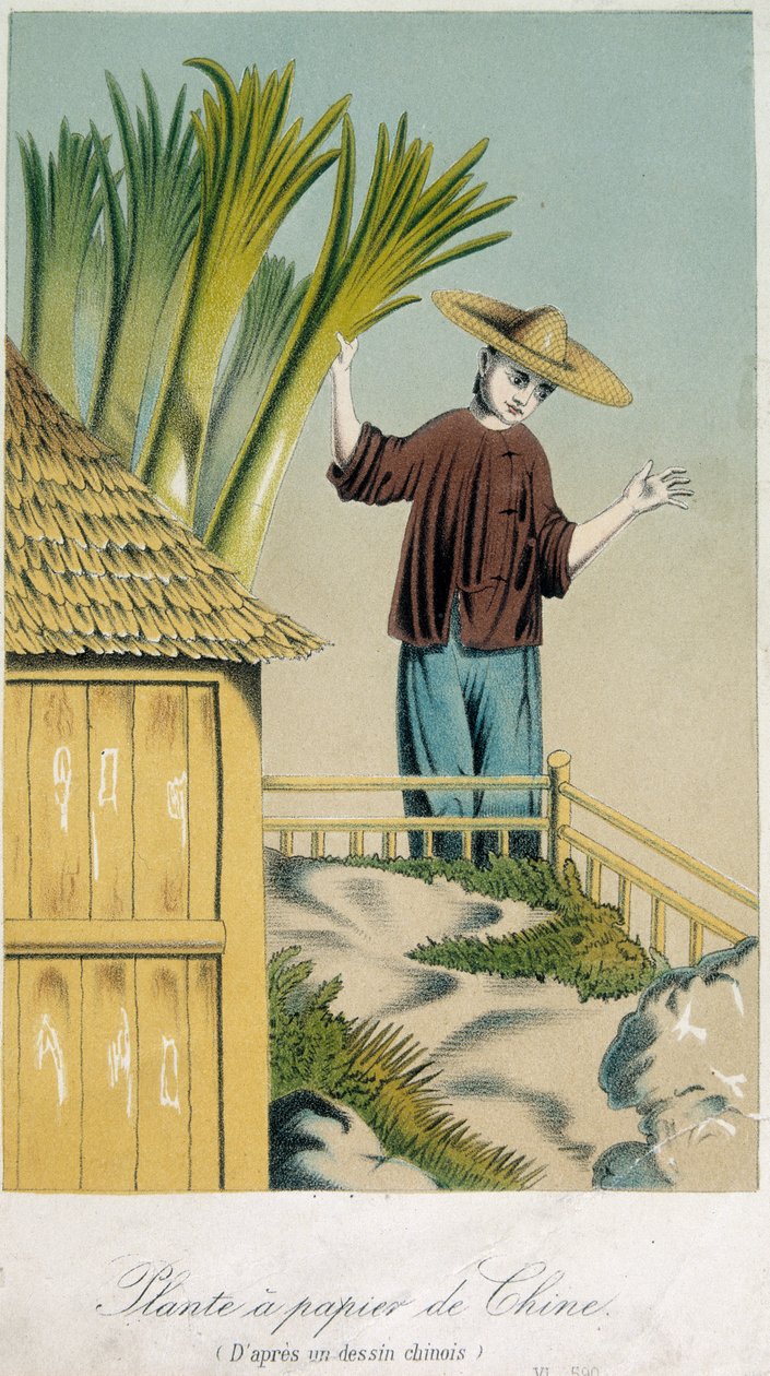 Plante à Papier de Chine - School Chinese