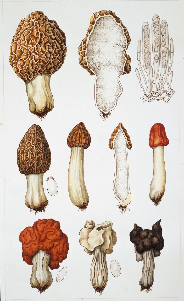 Champignons - School Italian