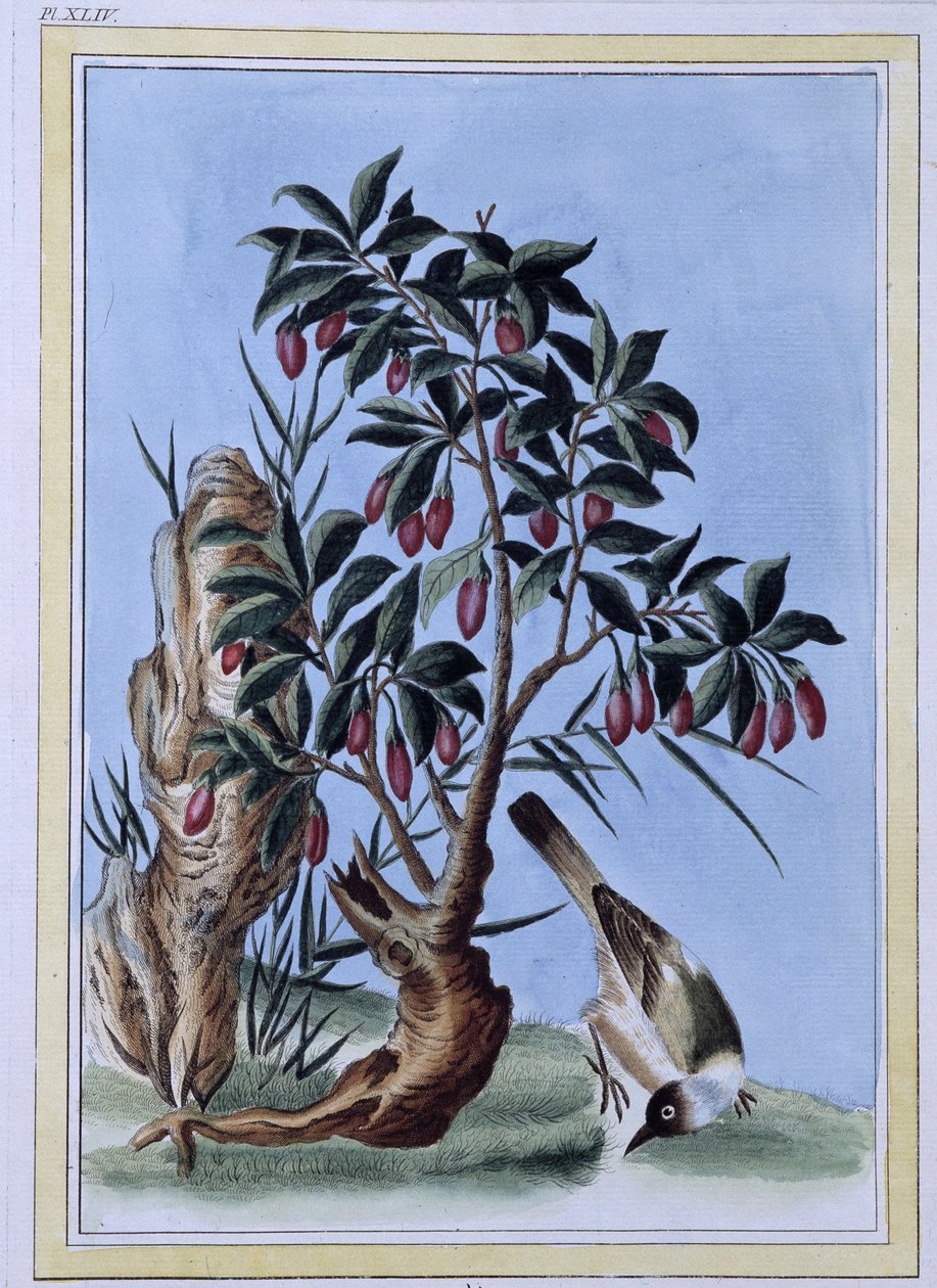 Oiseau - estampe japonaise - Japanese School