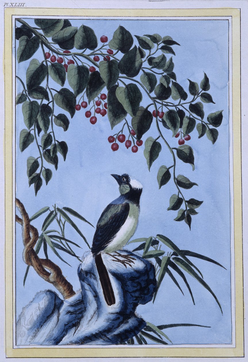 Oiseau - estampe japonaise - Japanese School