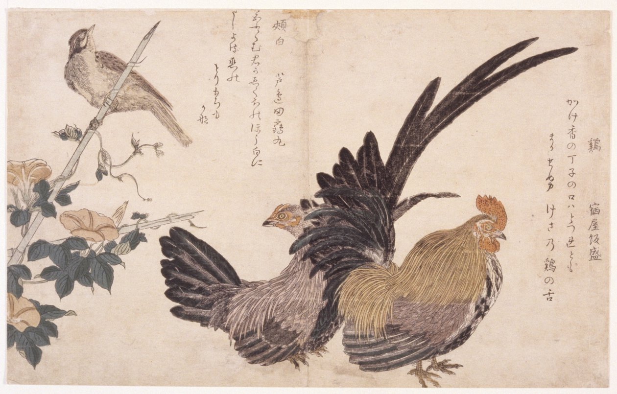 Coq, poule et oiseau - School Japanese