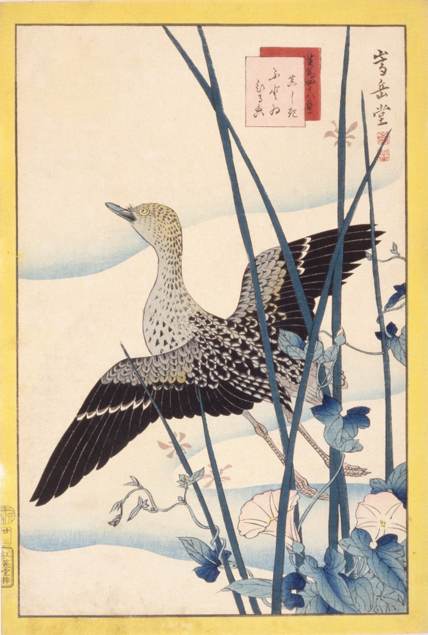 Canard sauvage - School Japanese