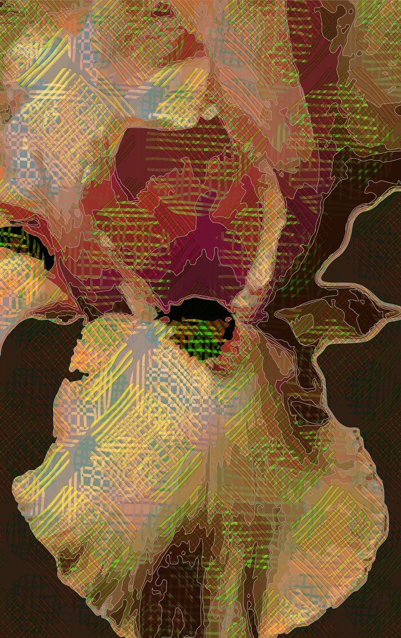 Iris barbu - Scott J. Davis