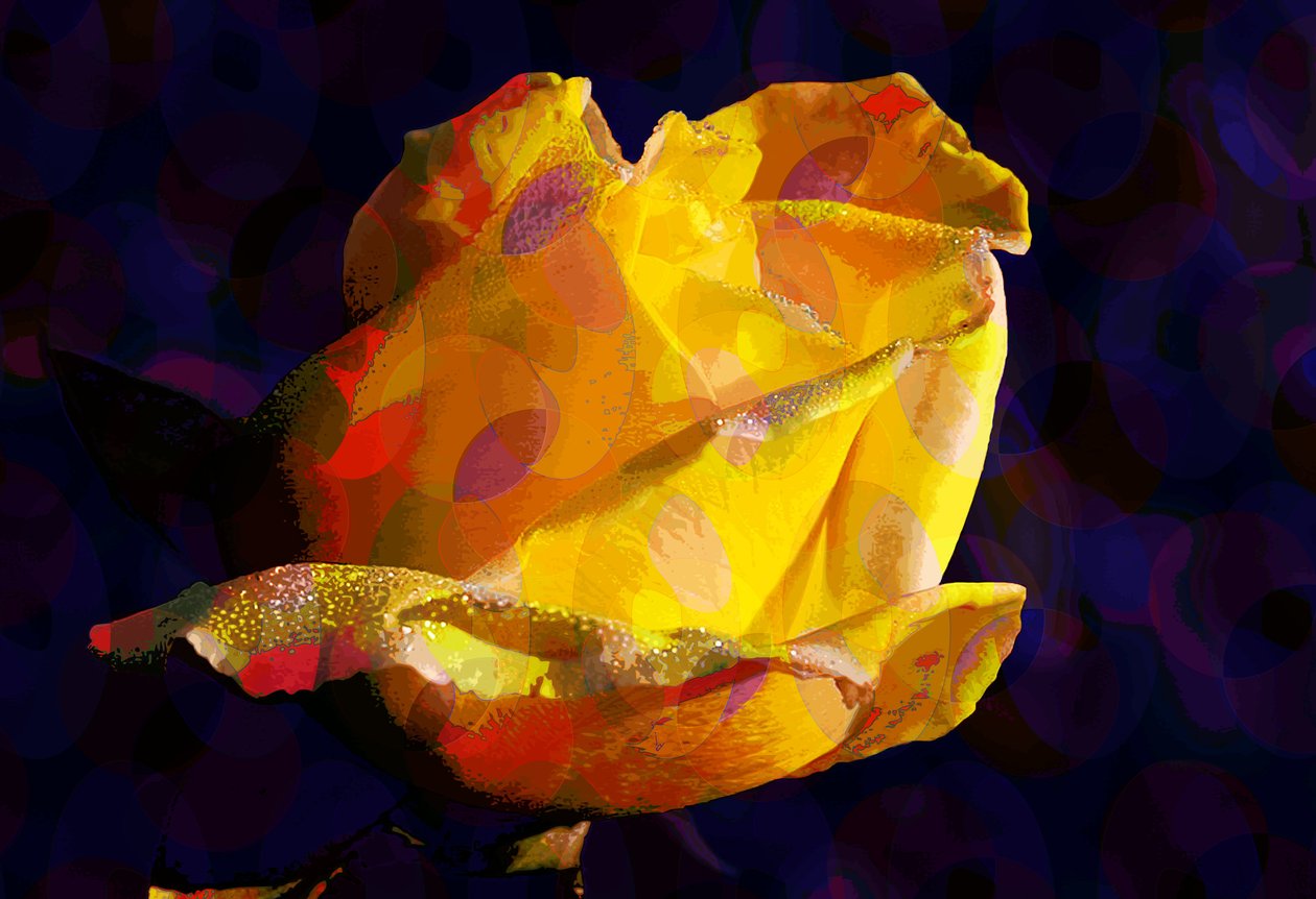 Rose jaune - Scott J. Davis