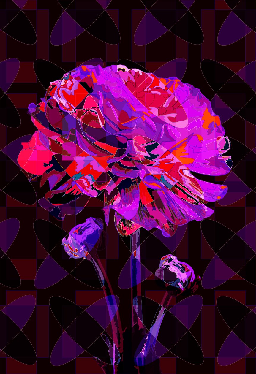 Œillet4, 2019 - Scott J. Davis