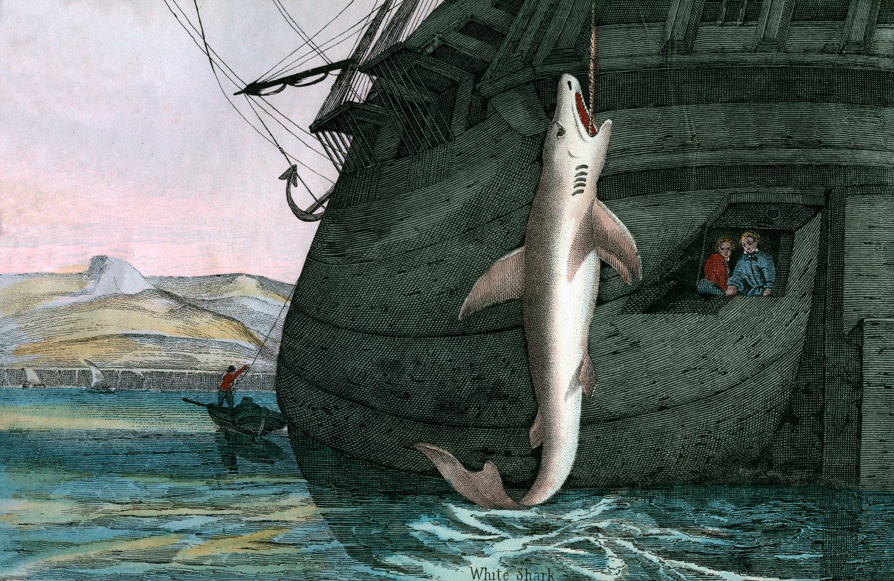 Grand requin blanc capturé en mer - Scottish School