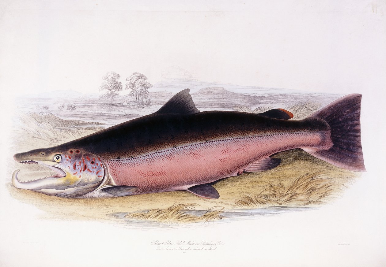 Saumon Atlantique - Scottish School