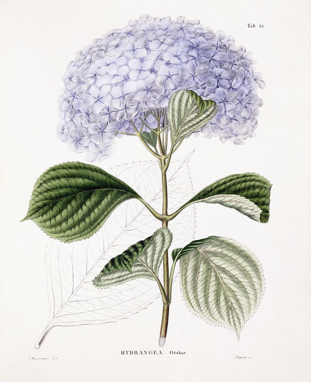 Hortensia Ottaksa, vers 1835-70 - Sebastian Minsinger