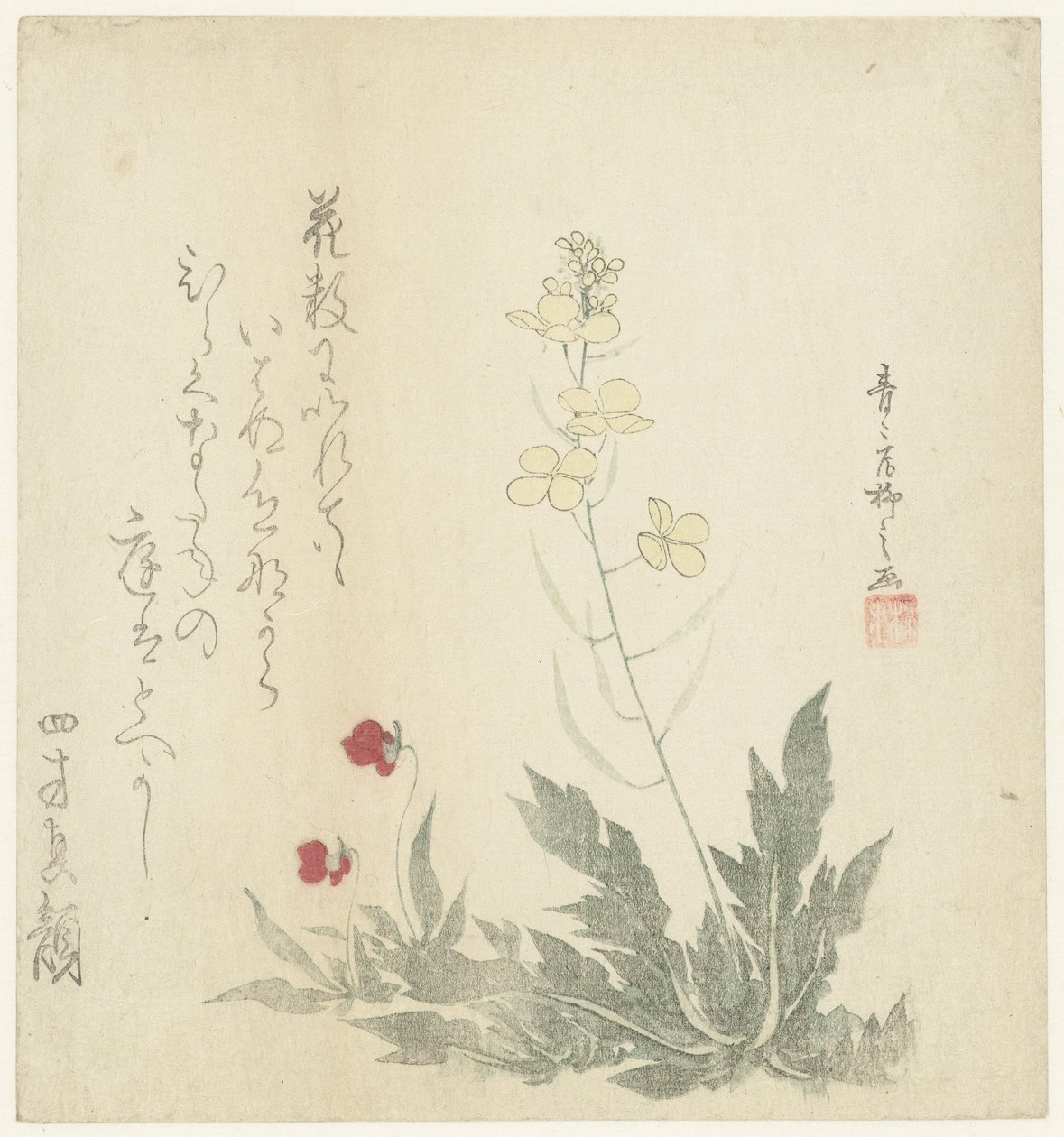 Plantes à fleurs - Seiseikyo Ryûshi