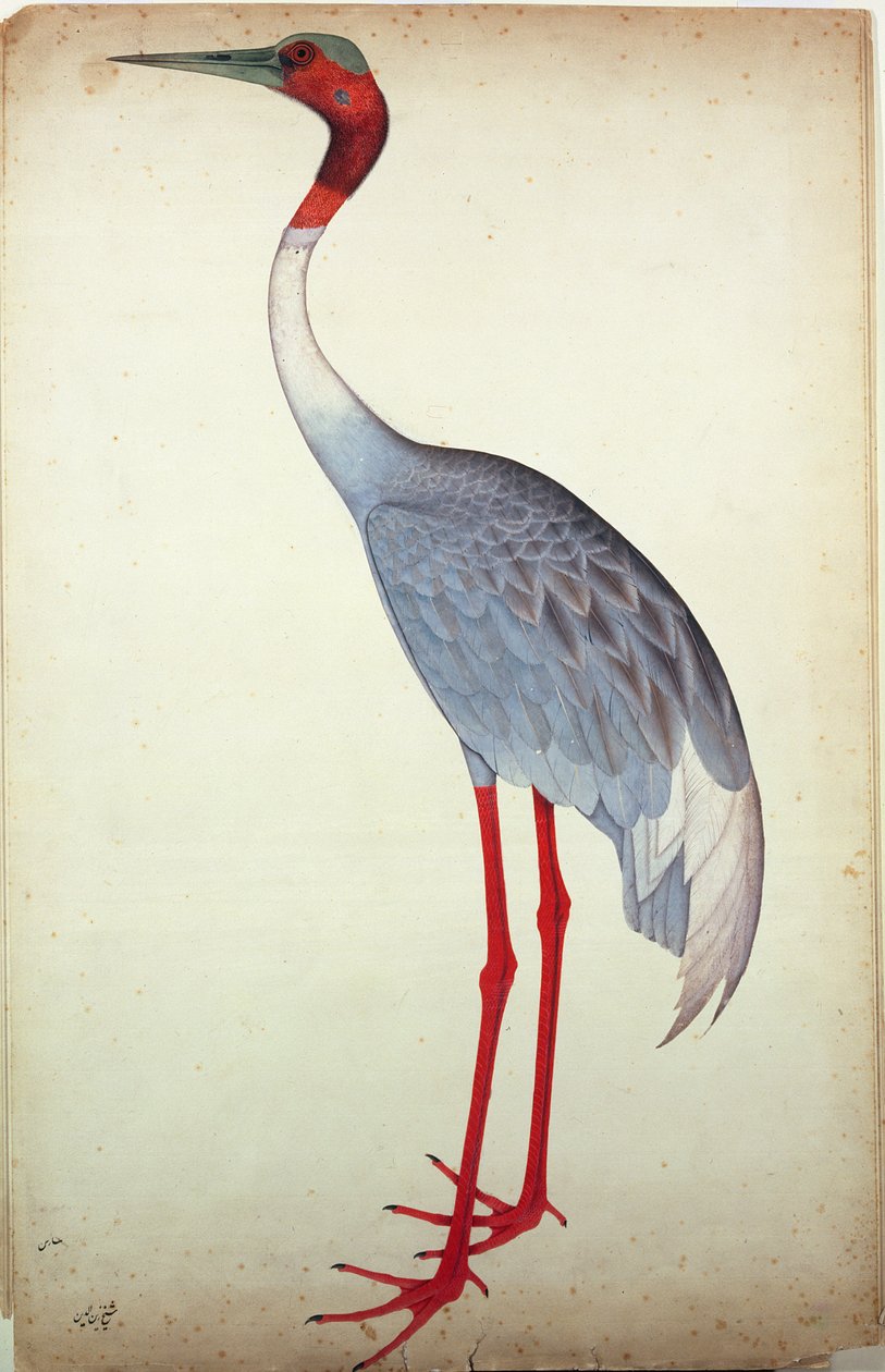 Grue Sarus, peinte pour Lady Impey à Calcutta, vers 1780 - Shaikh Zain ud Din