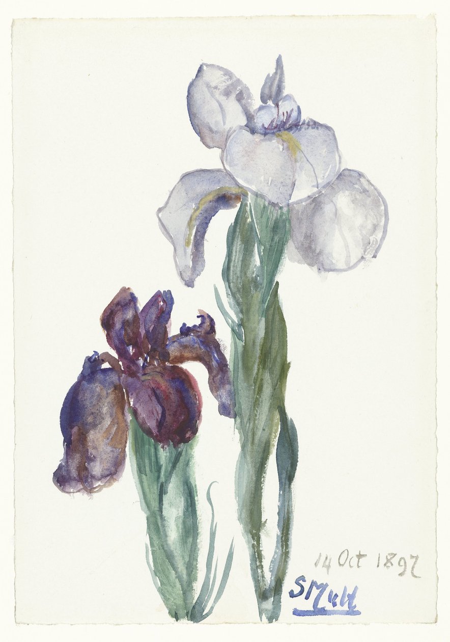 Iris - Sientje Mesdag van Houten