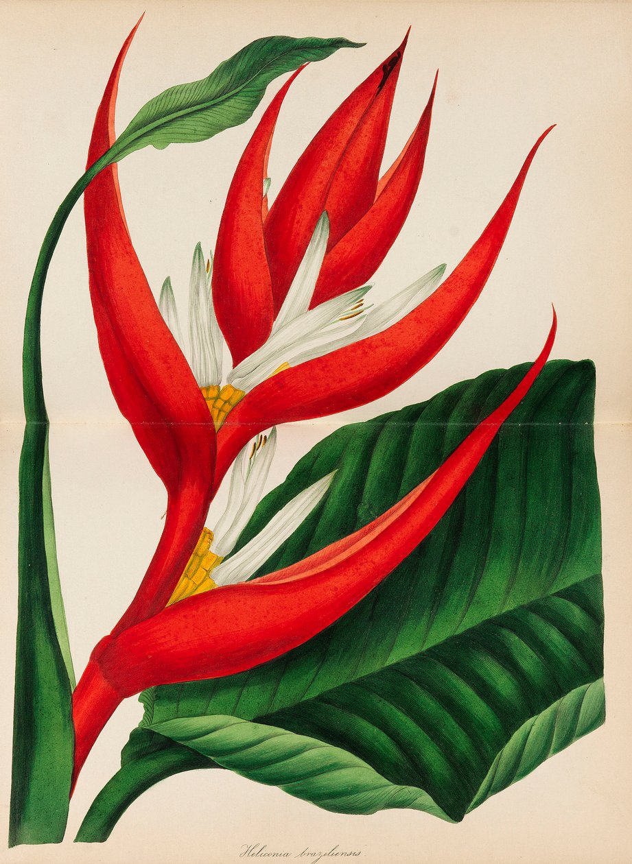 Magazine de botanique de Paxton, 1841 - Sir Joseph Paxton