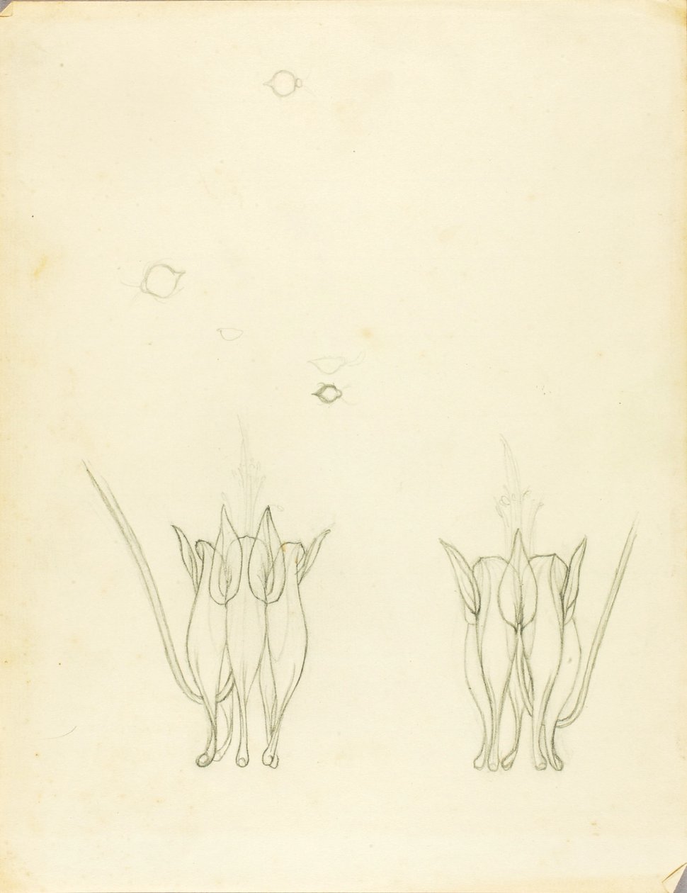 Acacias - Solon H. Borglum