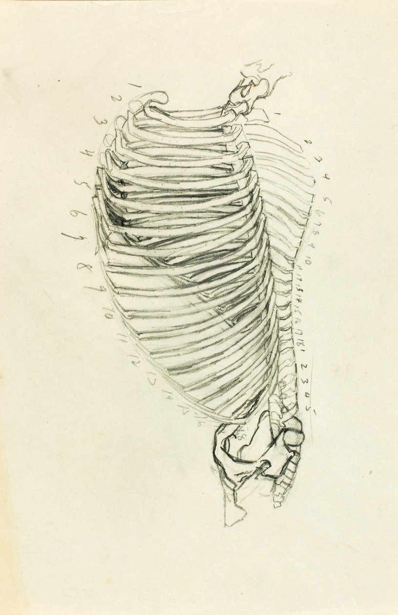 Anatomie - Solon H. Borglum