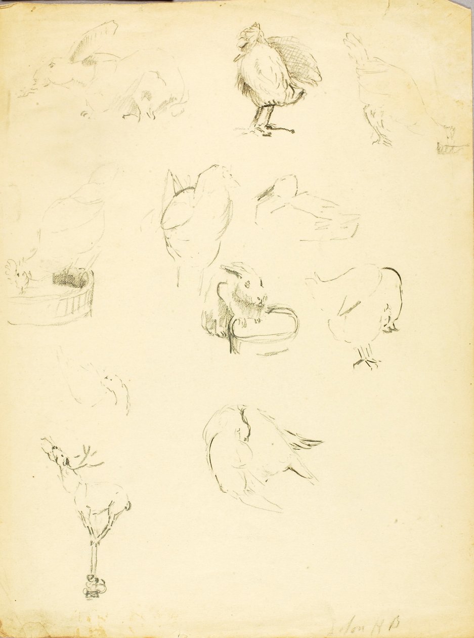 Études sur les animaux - Solon H. Borglum