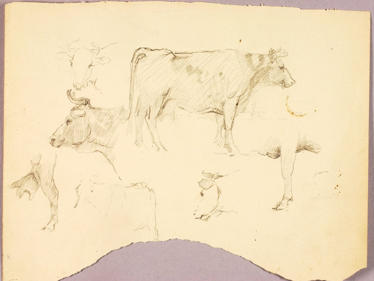 Taureaux - Solon H. Borglum
