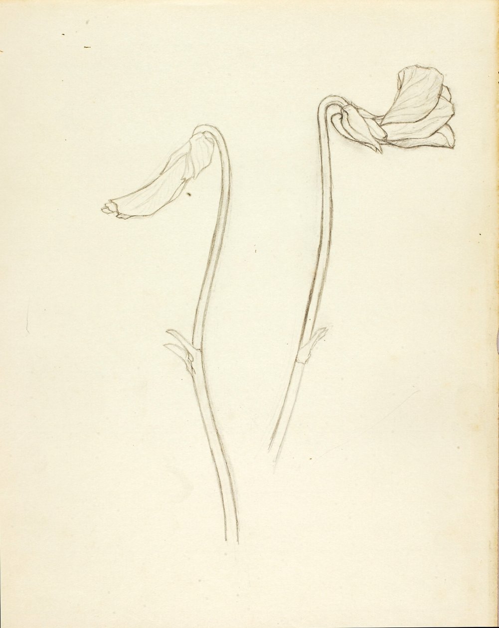 Fleur fermée et ouverte - Solon H. Borglum