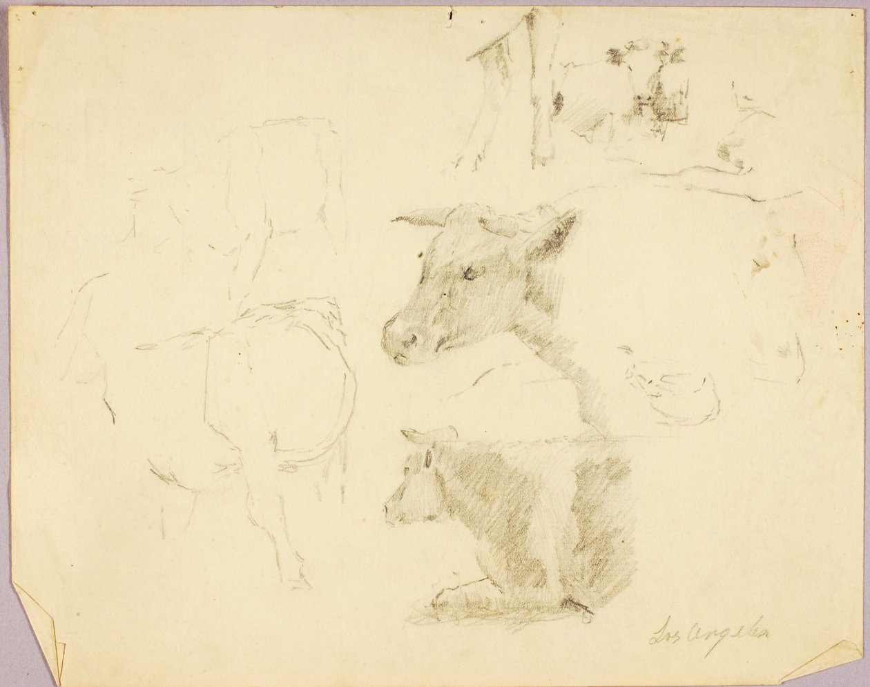 Vaches - Solon H. Borglum