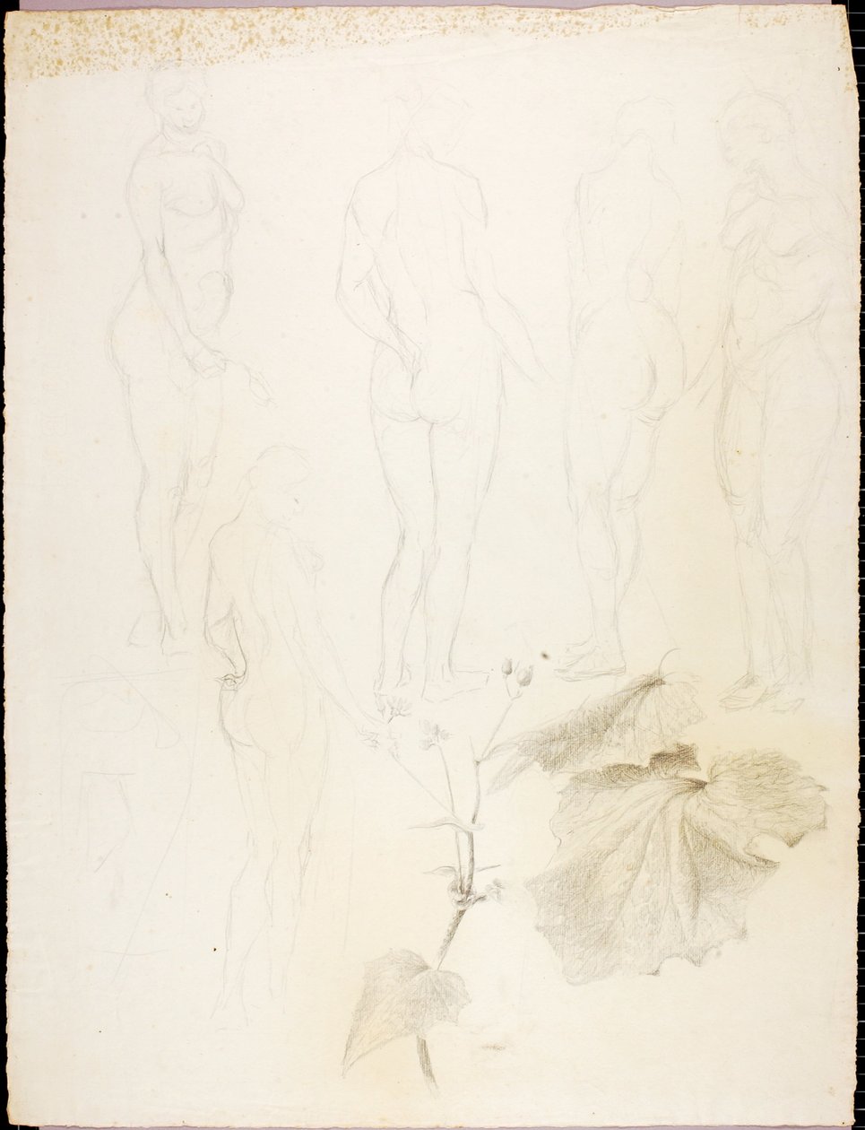 Nus et feuilles - Solon H. Borglum