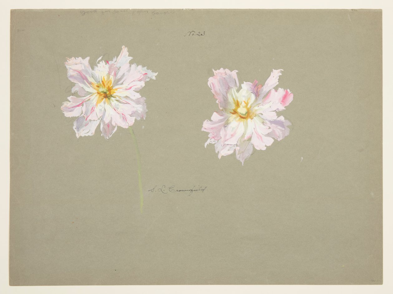Étude de pivoines rose pâle - Sophia L. Crownfield