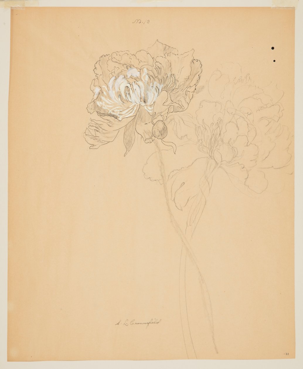 Étude de pivoines - Sophia L. Crownfield