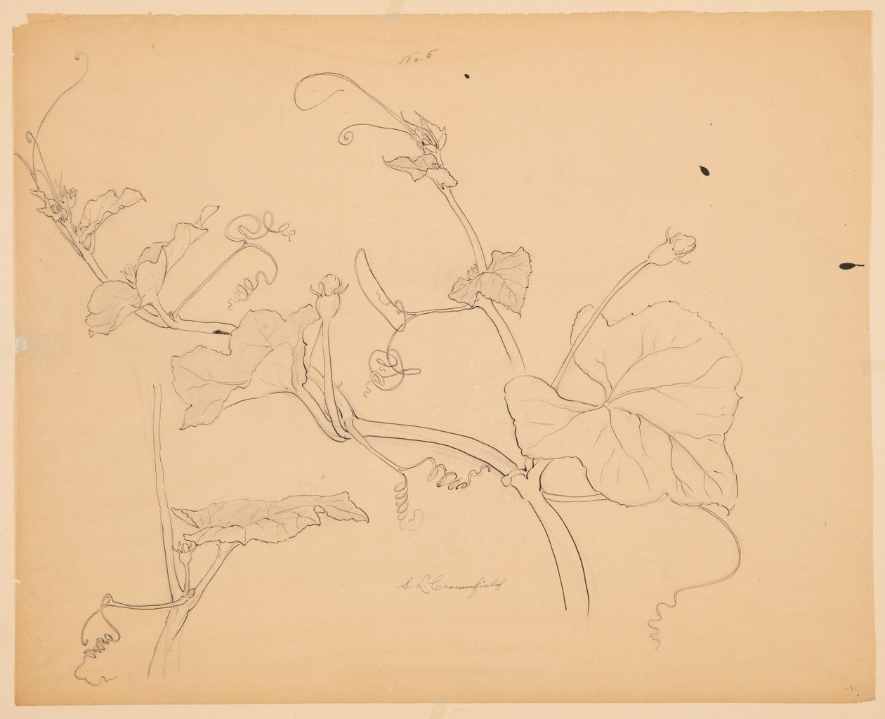 Étude de vignes de courge - Sophia L. Crownfield