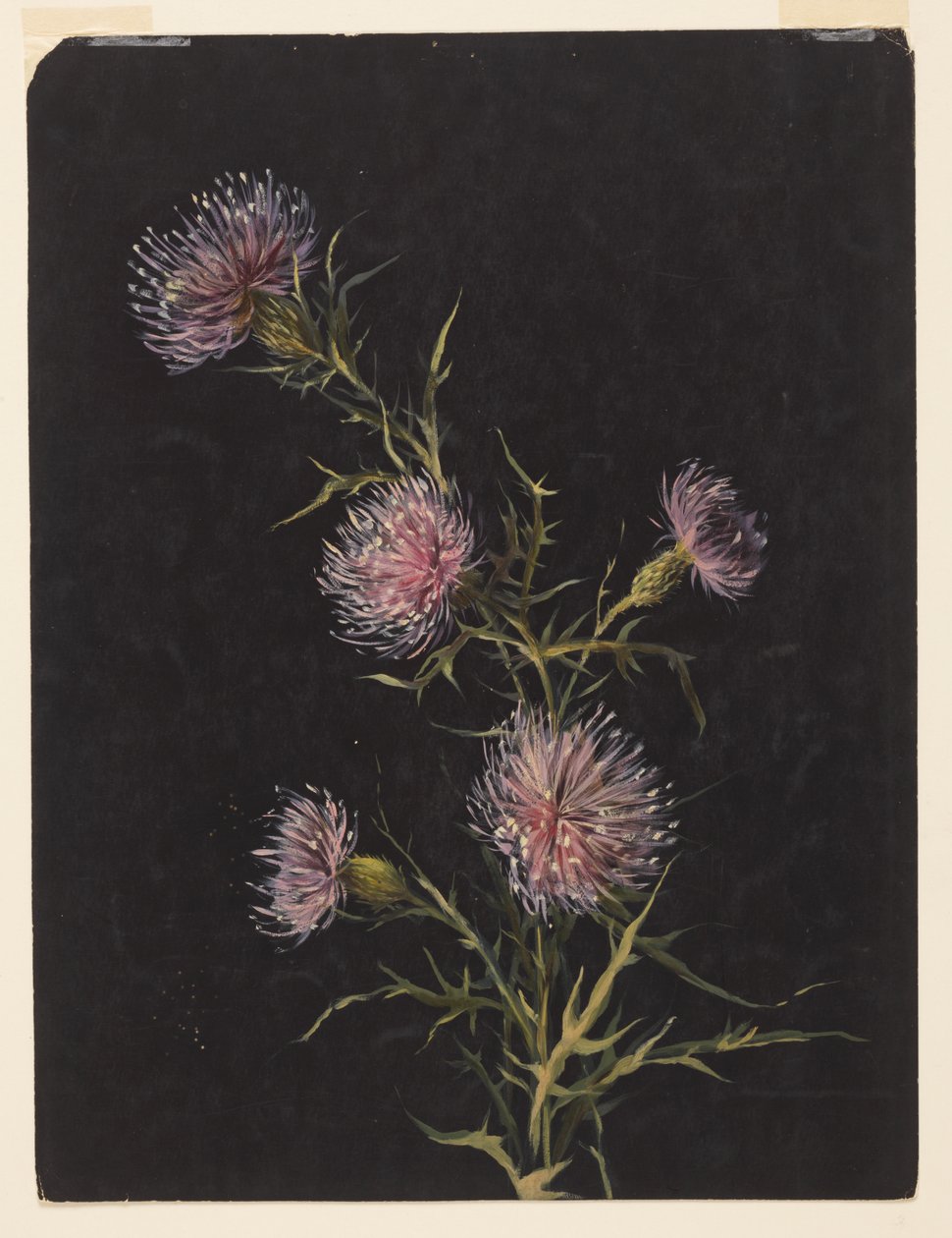 Étude de chardons - Sophia L. Crownfield