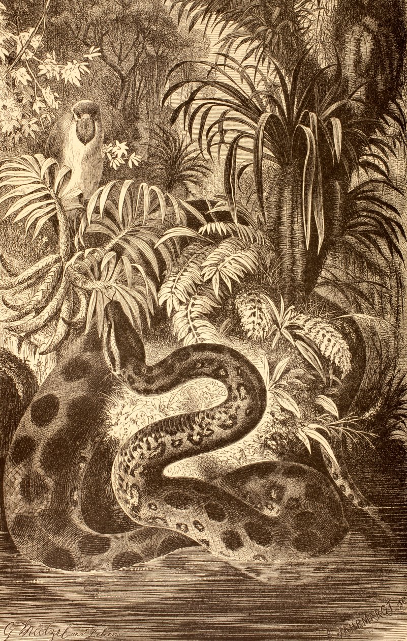 Anaconda à la recherche de proie, de 