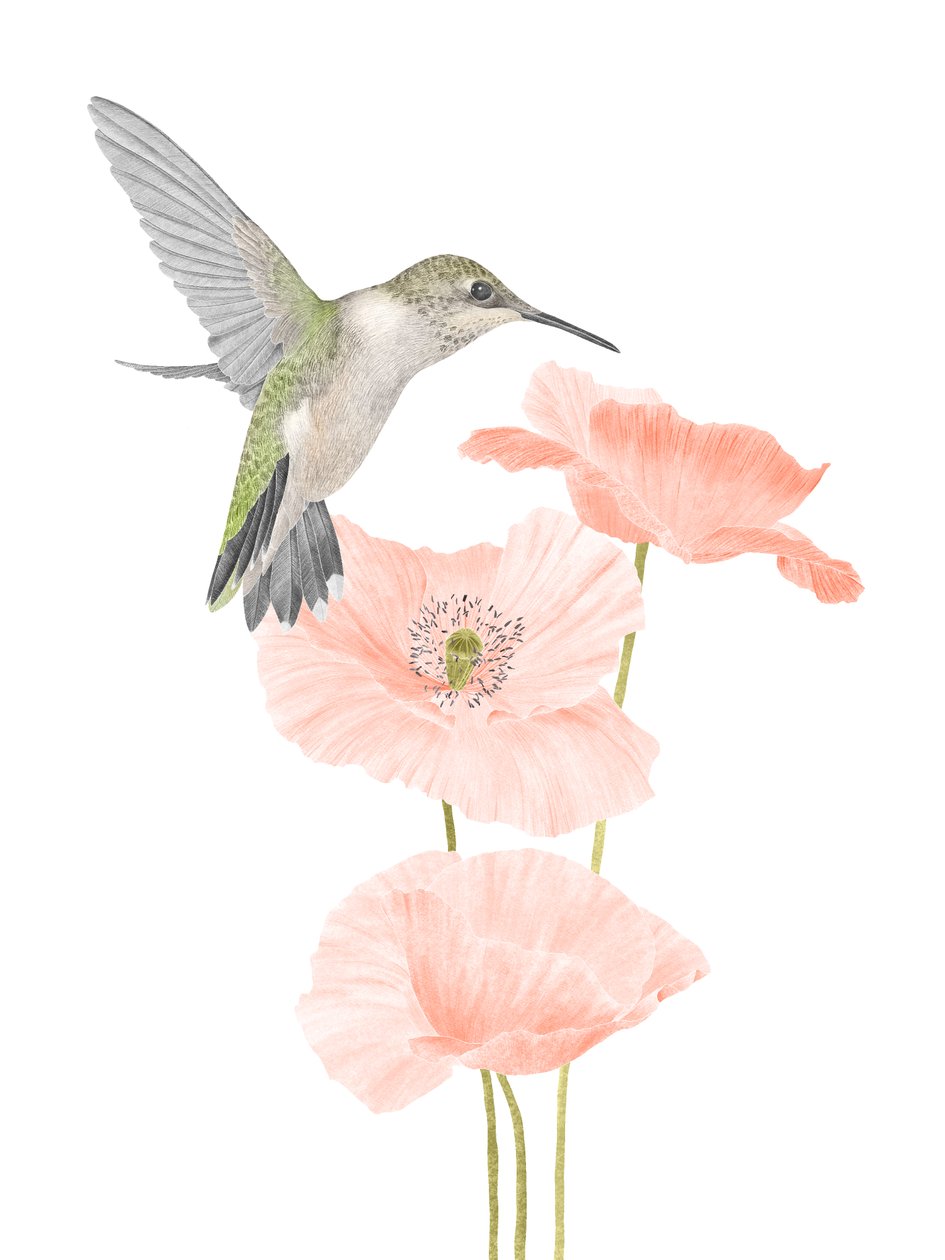 Jardin de colibris, 2020 - Stacy Hsu
