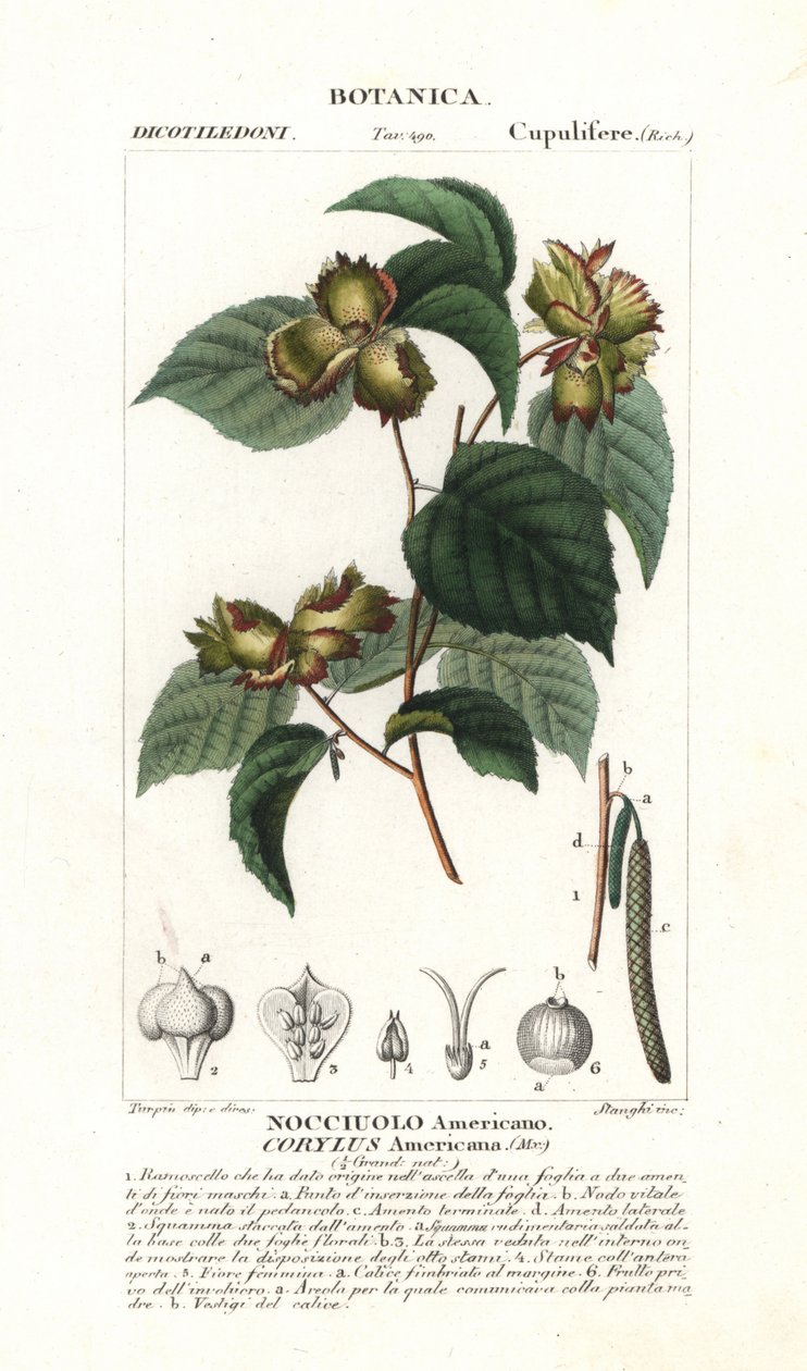 Corylus americana - Stanghi Stanghi