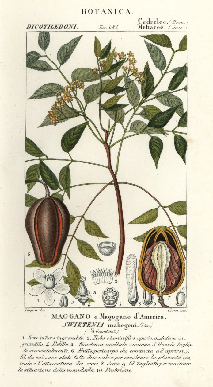 Acajou américain, Swietenia mahagoni - Stanghi Stanghi