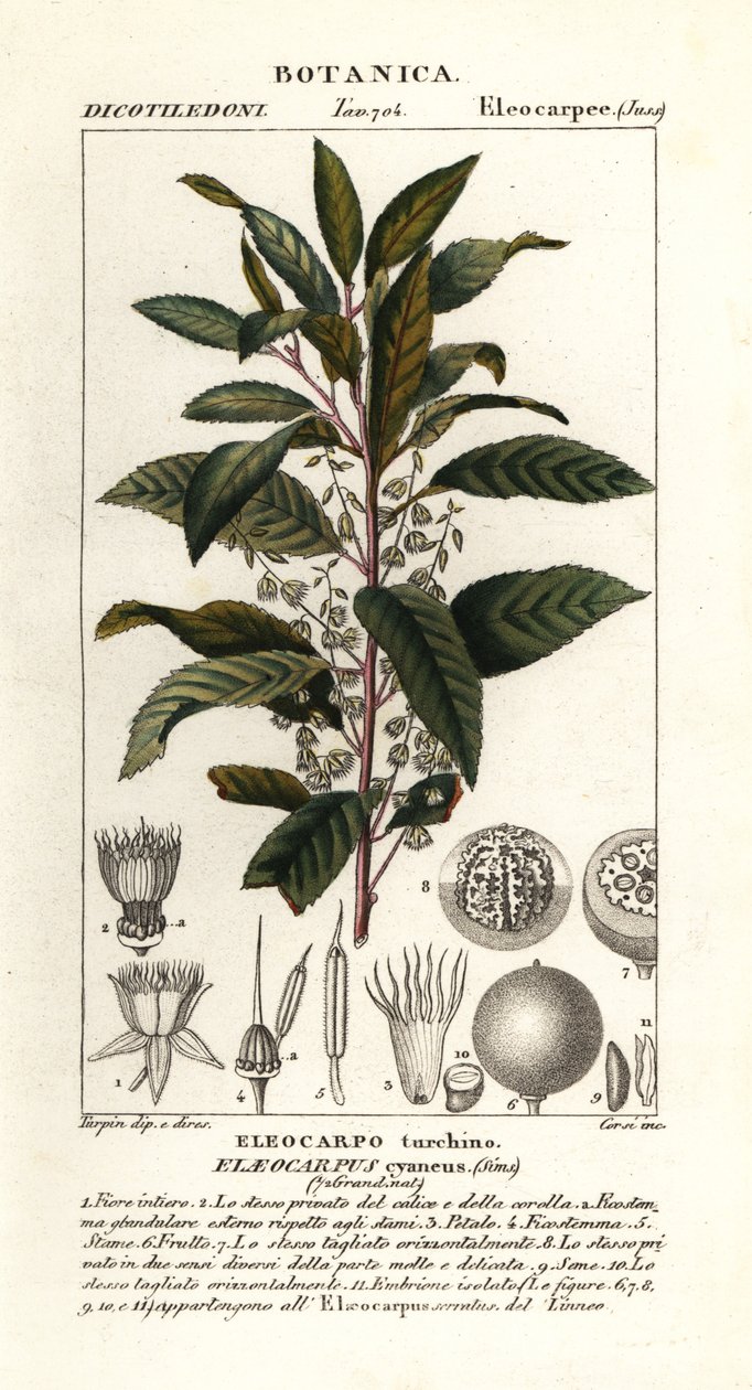 Frêne bleu, Elaeocarpus cyaneus - Stanghi Stanghi