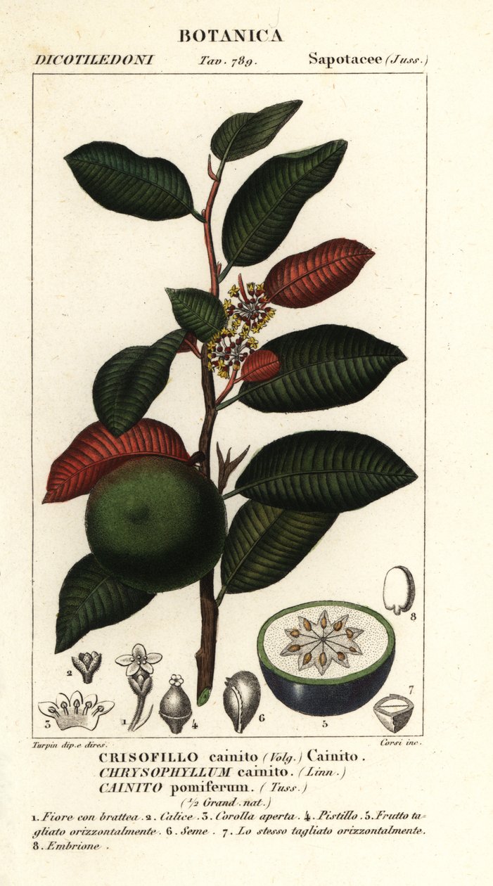 Cainito, Chrysophyllum cainito - Stanghi Stanghi