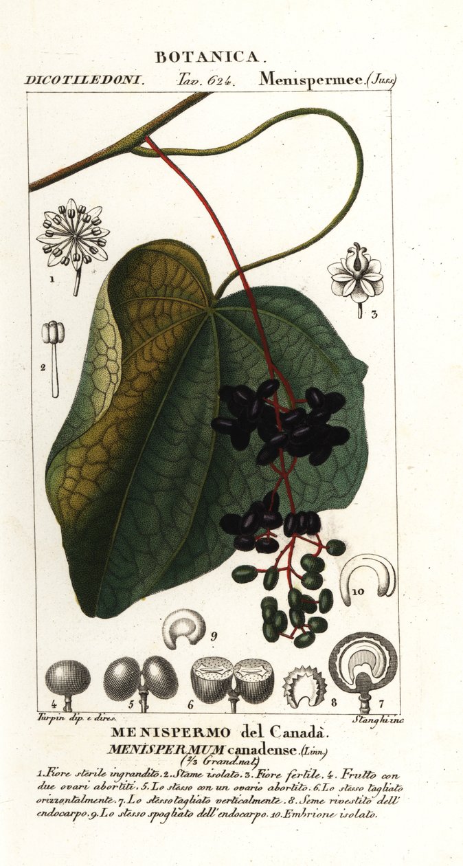 Lune canadienne, Menispermum canadense - Stanghi Stanghi