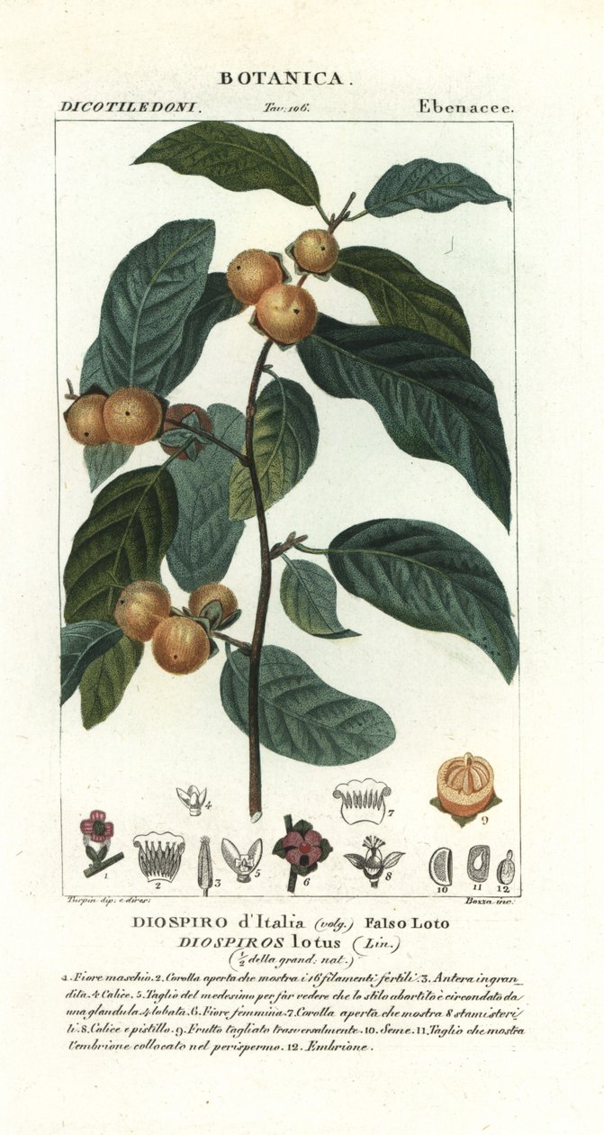 Plaqueminier de Virginie, Diospyros lotus - Stanghi Stanghi