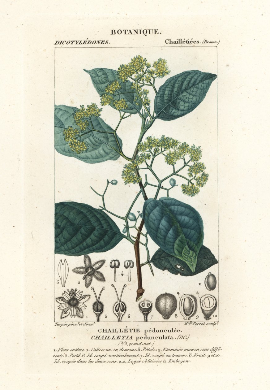 Dichapetalum pedunculatum - Stanghi Stanghi
