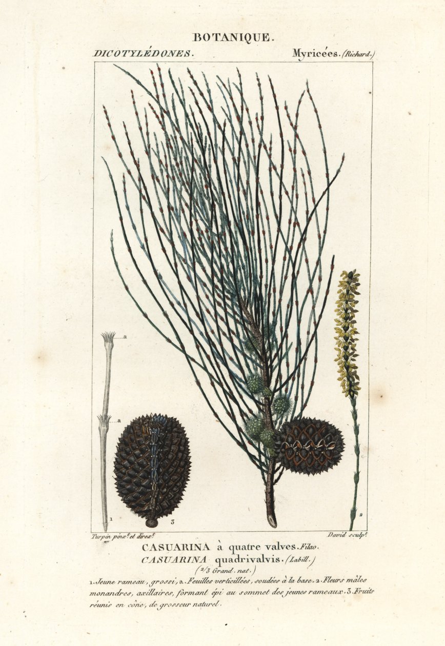 Casuarina verticillée, Allocasuarina verticillata - Stanghi Stanghi