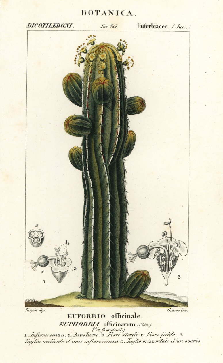 Euphorbia officinarum - Stanghi Stanghi