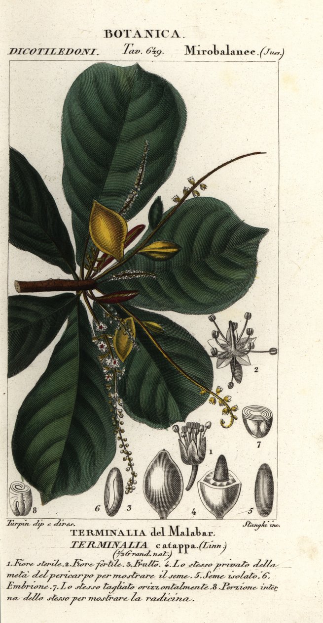 Amande indienne, Terminalia catappa - Stanghi Stanghi