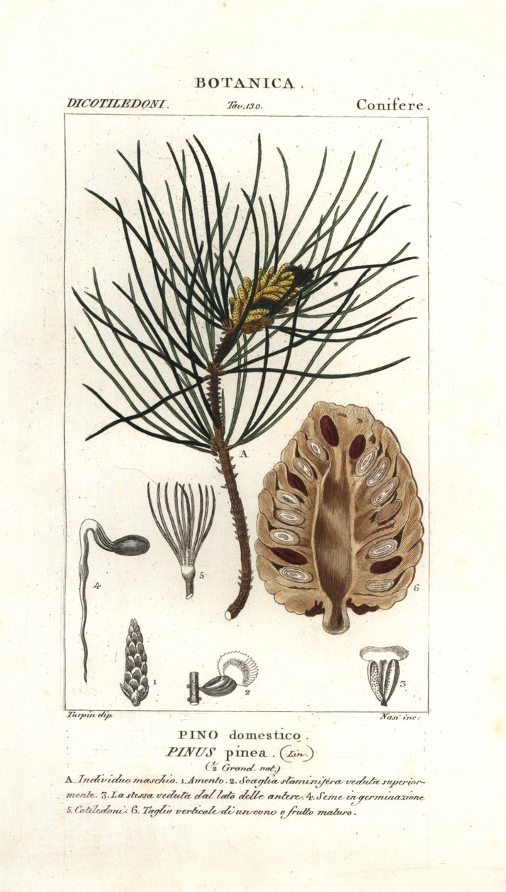Pin parasol, Pinus pinea - Stanghi Stanghi